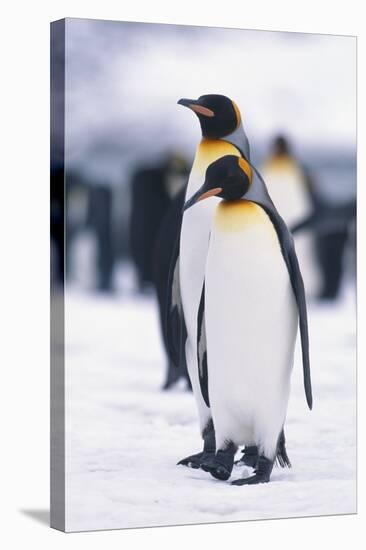 King Penguins-DLILLC-Stretched Canvas