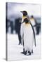 King Penguins-DLILLC-Stretched Canvas