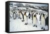 King Penguins-DLILLC-Framed Stretched Canvas