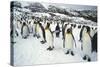 King Penguins-DLILLC-Stretched Canvas