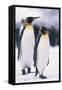 King Penguins-DLILLC-Framed Stretched Canvas