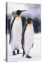 King Penguins-DLILLC-Stretched Canvas