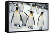 King Penguins-DLILLC-Framed Stretched Canvas