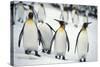 King Penguins-DLILLC-Stretched Canvas