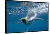 King Penguins-DLILLC-Framed Stretched Canvas