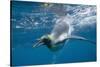 King Penguins-DLILLC-Stretched Canvas