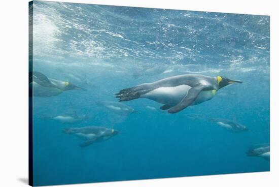 King Penguins-DLILLC-Stretched Canvas