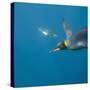 King Penguins-DLILLC-Stretched Canvas