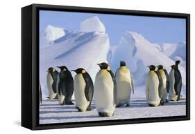 King Penguins-DLILLC-Framed Stretched Canvas