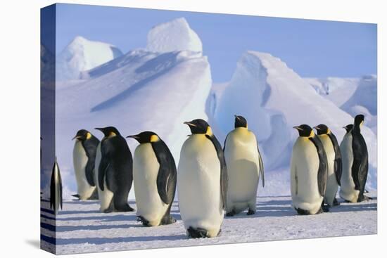 King Penguins-DLILLC-Stretched Canvas