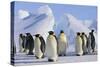 King Penguins-DLILLC-Stretched Canvas