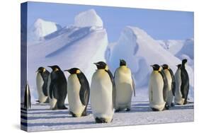 King Penguins-DLILLC-Stretched Canvas