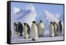 King Penguins-DLILLC-Framed Stretched Canvas