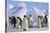 King Penguins-DLILLC-Stretched Canvas