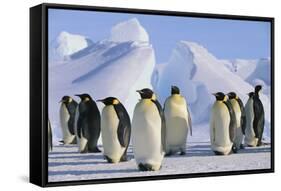 King Penguins-DLILLC-Framed Stretched Canvas