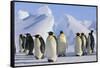 King Penguins-DLILLC-Framed Stretched Canvas