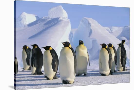 King Penguins-DLILLC-Stretched Canvas