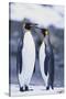 King Penguins-DLILLC-Stretched Canvas