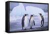 King Penguins-DLILLC-Framed Stretched Canvas