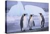 King Penguins-DLILLC-Stretched Canvas