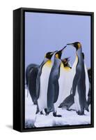 King Penguins-DLILLC-Framed Stretched Canvas