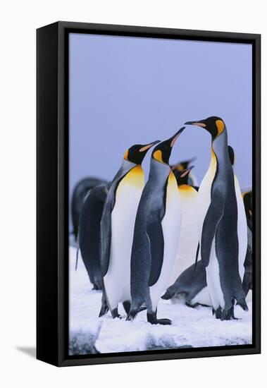 King Penguins-DLILLC-Framed Stretched Canvas