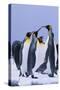 King Penguins-DLILLC-Stretched Canvas