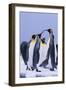 King Penguins-DLILLC-Framed Premium Photographic Print