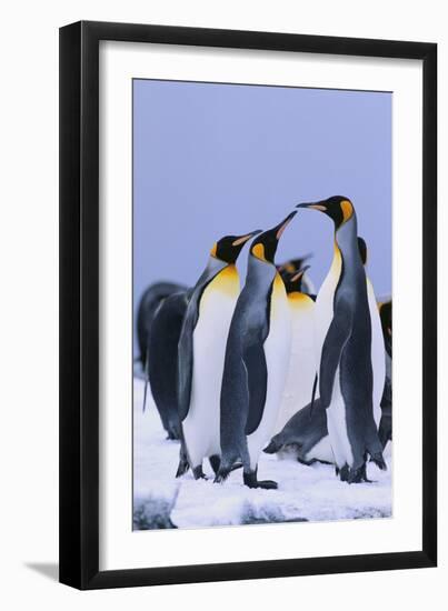 King Penguins-DLILLC-Framed Premium Photographic Print