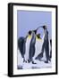 King Penguins-DLILLC-Framed Premium Photographic Print