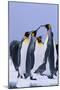 King Penguins-DLILLC-Mounted Premium Photographic Print