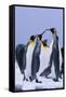 King Penguins-DLILLC-Framed Stretched Canvas