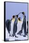 King Penguins-DLILLC-Framed Stretched Canvas