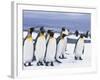 King Penguins-null-Framed Photographic Print