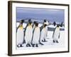 King Penguins-null-Framed Photographic Print