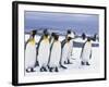 King Penguins-null-Framed Photographic Print