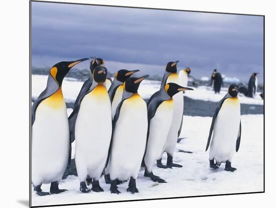 King Penguins-null-Mounted Photographic Print