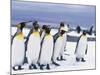 King Penguins-null-Mounted Photographic Print