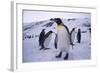 King Penguins-DLILLC-Framed Photographic Print