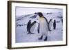 King Penguins-DLILLC-Framed Photographic Print