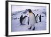 King Penguins-DLILLC-Framed Photographic Print