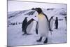 King Penguins-DLILLC-Mounted Photographic Print