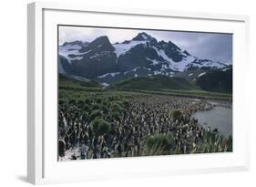 King Penguins-DLILLC-Framed Photographic Print