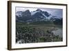 King Penguins-DLILLC-Framed Photographic Print