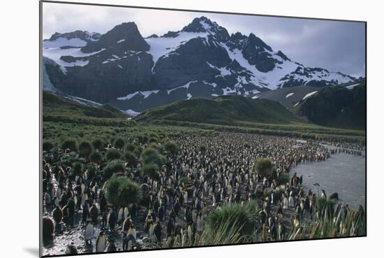 King Penguins-DLILLC-Mounted Photographic Print