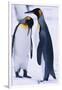 King Penguins-DLILLC-Framed Photographic Print