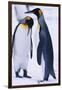 King Penguins-DLILLC-Framed Photographic Print