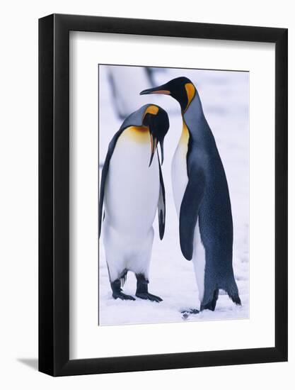 King Penguins-DLILLC-Framed Photographic Print