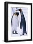 King Penguins-DLILLC-Framed Photographic Print