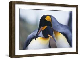 King Penguins-DLILLC-Framed Photographic Print